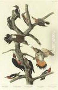 Hairy Woodpecker (plate 416) by John James Audubon