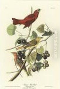 Summer Red Bird (plate Xliv) by John James Audubon