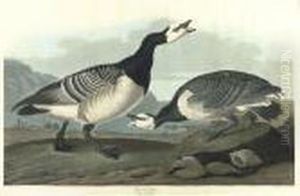 Barnacle Goose (plate Ccxcvi) Barnacle Goose (plate Ccxcvi)