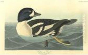Golden-eye Duck; And Common Gull (plates Ccxii; And Cccciii) Golden-eye Duck; And Common Gull (plates Ccxii; And Cccciii)