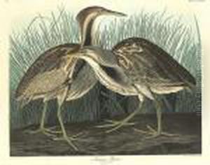 American Bittern (cccxxxvii)