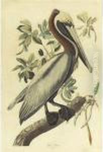 Brown Pelican (plate 251)