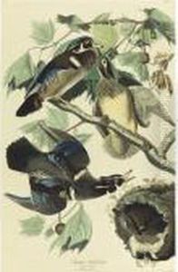 Summer Or Wood Duck (plate 206) by John James Audubon
