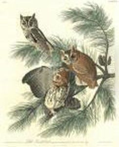 Little Screech Owl (plate Xcvii)