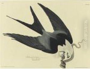 Swallow Tailed Hawk (plate 72)