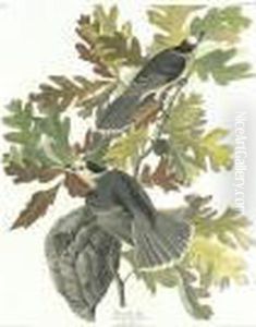 Canada Jay (plate Cvii) Canada Jay (plate Cvii)