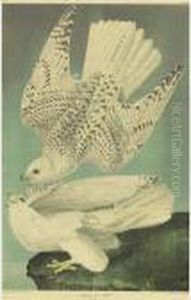 Iceland Or Jer Falcon (plate 19)