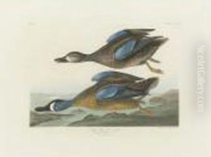 Blue-winged Teal (plate Cccxiii) by John James Audubon