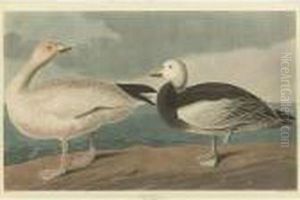 Snow Goose (plate Ccclxxxi)