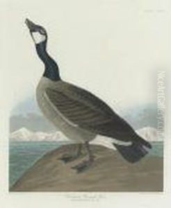 Hutchins's Barnacle Goose (plate Cclxxvii) by John James Audubon