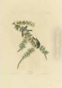 Pine Finch (plate Clxxx) by John James Audubon