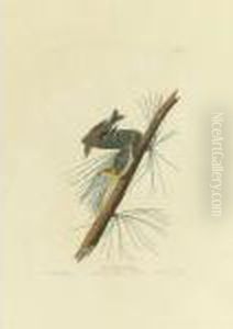 Pine Creeping Warbler (plate Cxl) by John James Audubon