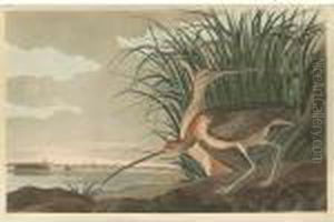 Long-billed Curlew (plate Ccxxxi)