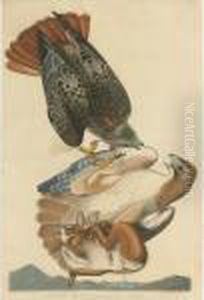 Red-tailed Hawk (plate Li) by John James Audubon
