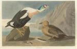 King Duck (plate Cclxxvi)