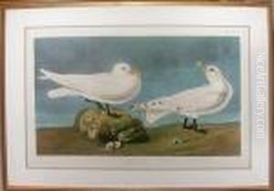 Ivory Gull