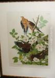 Carolina Turtle Dove by John James Audubon
