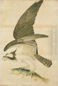 Fish Hawk Or Osprey