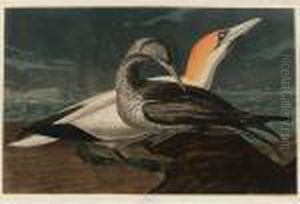 Gannet (plate Cccxxvi) Gannet (plate Cccxxvi)