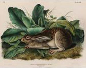 Black-tailed Hare (plate Lxiii) by John James Audubon