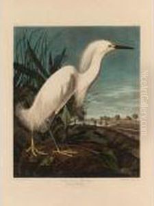 Snowy Heron Or White Egret (plate Ccxlii) by John James Audubon