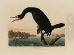 Florida Cormorant (plate Cclii)