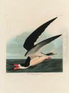 Black Skimmer Or Shearwater (plate Cccxxiii)