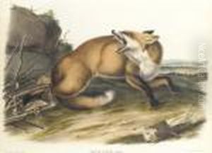 By John T. Bowen by John James Audubon