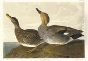 Gadwall Duck (plate 388) by John James Audubon