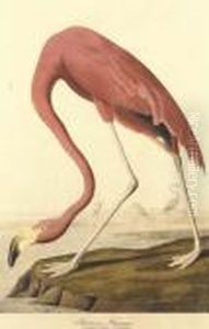 American Flamingo. Old Male., From Birds Of America by John James Audubon