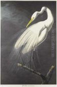Great Egret, From Birds Of America Great Egret, From Birds Of America