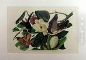 Black-billed Cuckoo by John James Audubon