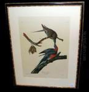 Passenger Pigeon by John James Audubon