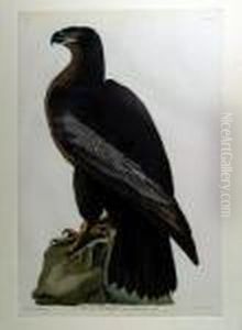 Bird Of Washington by John James Audubon