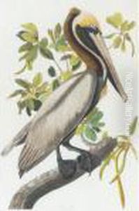 Brown Pelican (plate Ccli) by John James Audubon