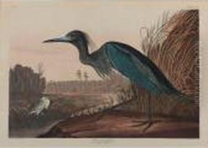 Blue Crane Or Heron (plate Cccvii)