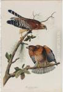 Red-shouldered Hawk (plate Lvi)
