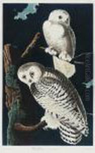 Six Plates From Birds Of America By John James Audubon by John James Audubon