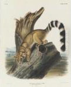 Ring-tailed Bassaris (plate Xcviii)