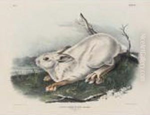 Northern Hare (plate Xii) Northern Hare (plate Xii)