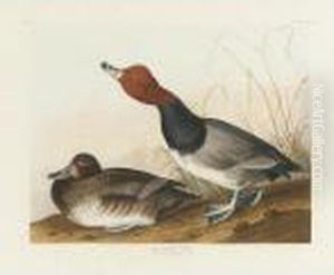 Red-headed Duck (plate Cccxxii) by John James Audubon