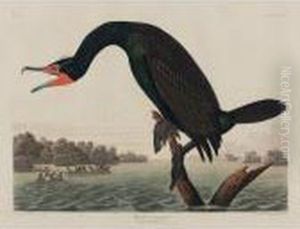 Florida Cormorant (plate Cclii) by John James Audubon