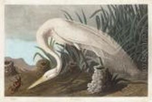By Robert Havell by John James Audubon