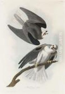 By Julius Bien by John James Audubon