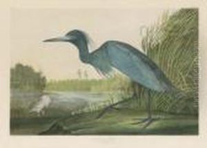 By Julius Bien by John James Audubon