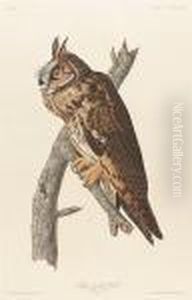 "long-eared Owl, No. 77, Plate 383", Hand-colored Engraving By Robert Havell