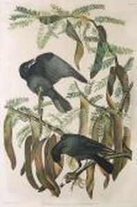 "fish Crow, No. 10-2, Plate 226", Bien Edition, 1860, Chromolithograph by John James Audubon