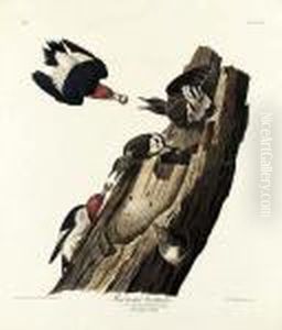 By Robert Havell by John James Audubon