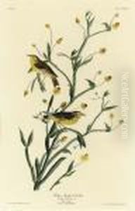 By Robert Havell by John James Audubon