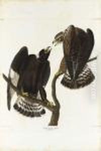 By Robert Havell by John James Audubon